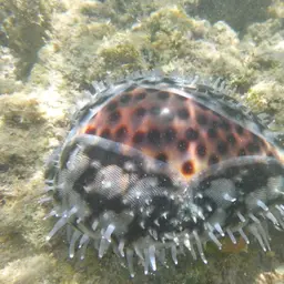 Tiger Cowrie, photo 8