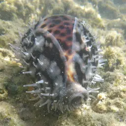 Tiger Cowrie, photo 9