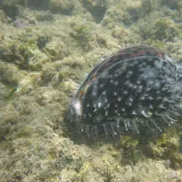 Tiger Cowrie, photo 10