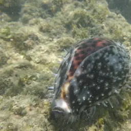 Tiger Cowrie, photo 11