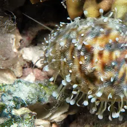 Tiger Cowrie, photo 1