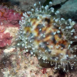 Tiger Cowrie, photo 12