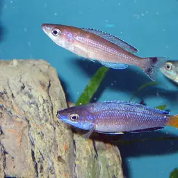 Sardine Cichlid, photo 1
