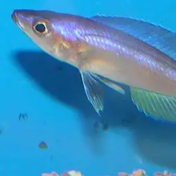 Sardine Cichlid, photo 2