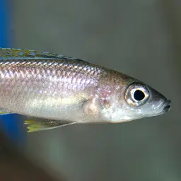 Sardine Cichlid, photo 3