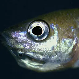 Sardine Cichlid, photo 4