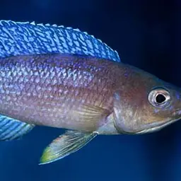 Sardine Cichlid, photo 5