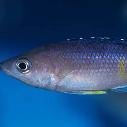 Sardine Cichlid, photo 6