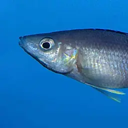 Sardine Cichlid, photo 7