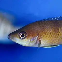 Sardine Cichlid, photo 8