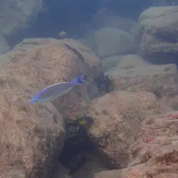Sardine Cichlid, photo 9
