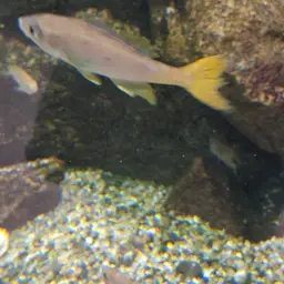 Sardine Cichlid, photo 10