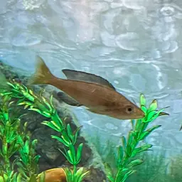 Sardine Cichlid, photo 11