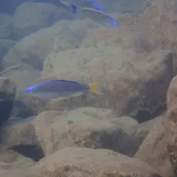 Sardine Cichlid, photo 12