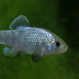 Potosi Pupfish, photo 2