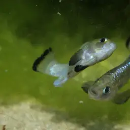 Potosi Pupfish, photo 3