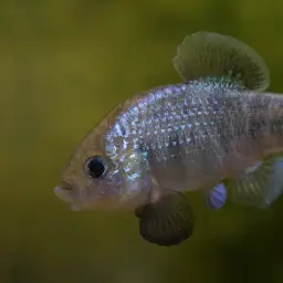Potosi Pupfish, photo 4