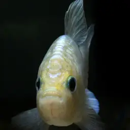 Potosi Pupfish, photo 6