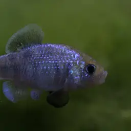 Potosi Pupfish, photo 7