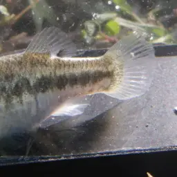 Potosi Pupfish, photo 8