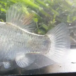 Potosi Pupfish, photo 9