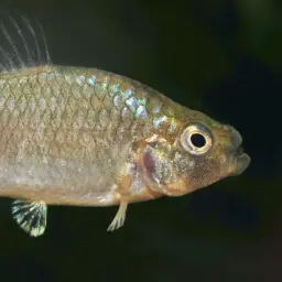 Durophage Pupfish