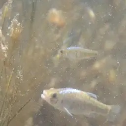 Durophage Pupfish, photo 2