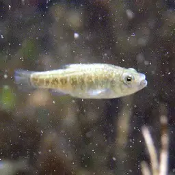 Durophage Pupfish, photo 3