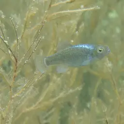 Durophage Pupfish, photo 4