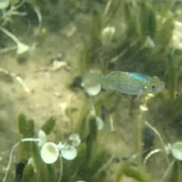 Durophage Pupfish, photo 5