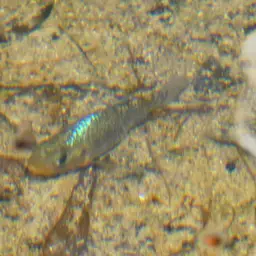Durophage Pupfish, photo 6