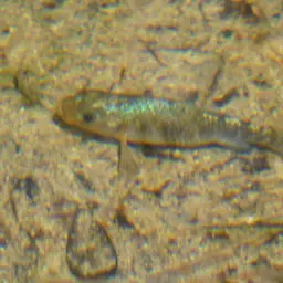 Durophage Pupfish, photo 7