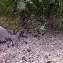 Durophage Pupfish, photo 8