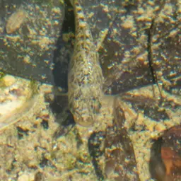 Durophage Pupfish, photo 9