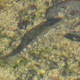 Durophage Pupfish, photo 10