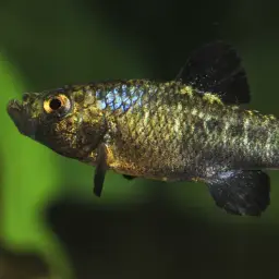 Scale-eating Pupfish, photo 2