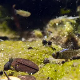 Scale-eating Pupfish, photo 3
