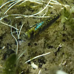 Scale-eating Pupfish, photo 4