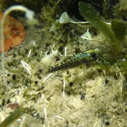 Scale-eating Pupfish, photo 5