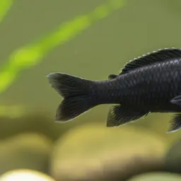 Scale-eating Pupfish, photo 1