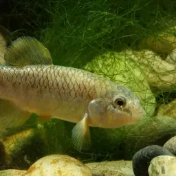 Bighead Pupfish, photo 2