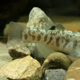 Bighead Pupfish, photo 3
