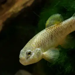 Bighead Pupfish, photo 4