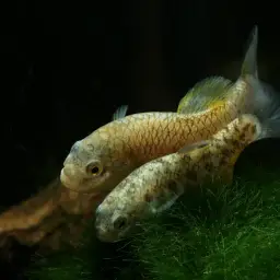 Bighead Pupfish, photo 5