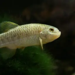Bighead Pupfish, photo 6