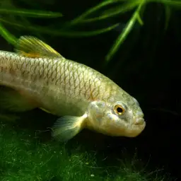 Bighead Pupfish, photo 7
