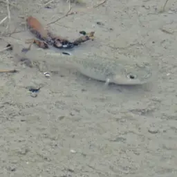 Bighead Pupfish, photo 8
