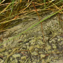 Bighead Pupfish, photo 9