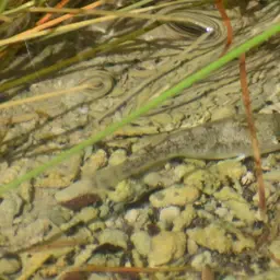 Bighead Pupfish, photo 10