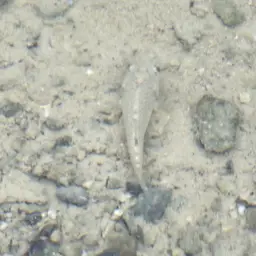 Bighead Pupfish, photo 11
